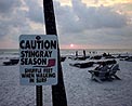 stingray-seaons/Gulf-Coast