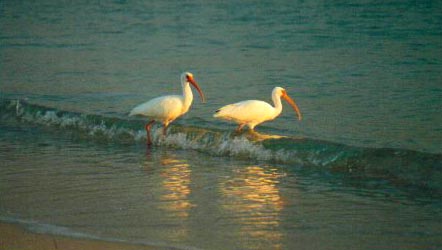 ibis/Boca-Grande