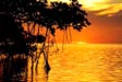 mangrove-sunset/Tampa-Bay