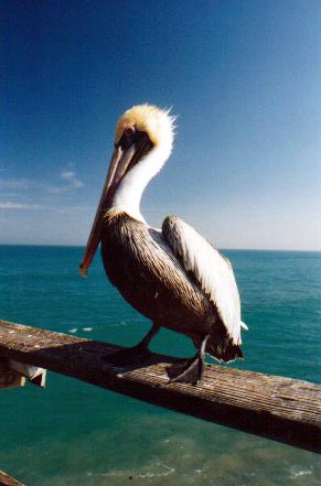 pelican/Cocoa-Beach